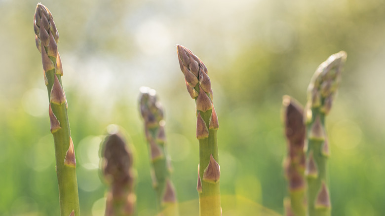 Cultivated asparagus stems sticking up