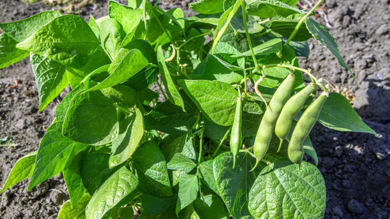 A bean plant in a garden with four pods hanging down