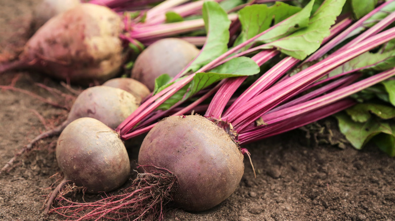Beets lying on ground in garden after being pulled up