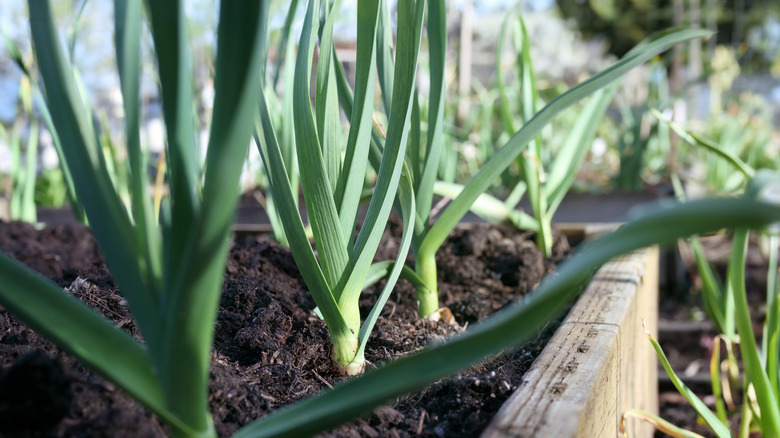 Leek plants in a raised garden bed