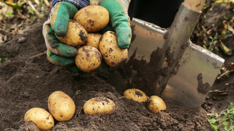 Two gloved hands holding yellow potatoes that have just been harvested in garden next to shovel