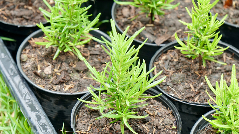 Small rosemary plants in soil and planters lined up in a tub of water