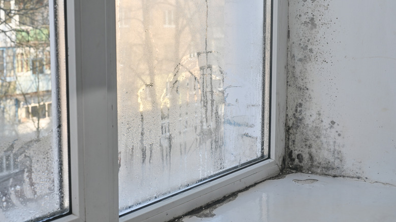 moldy window with condensation and peeling paint