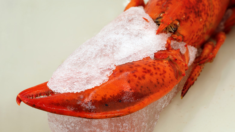 A thawing cooked lobster claw with ice still clinging to it