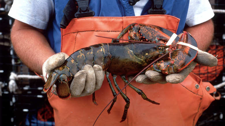 A fisherman holding a live lobster