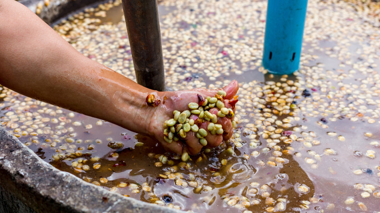 Person sifting through fermenting beans