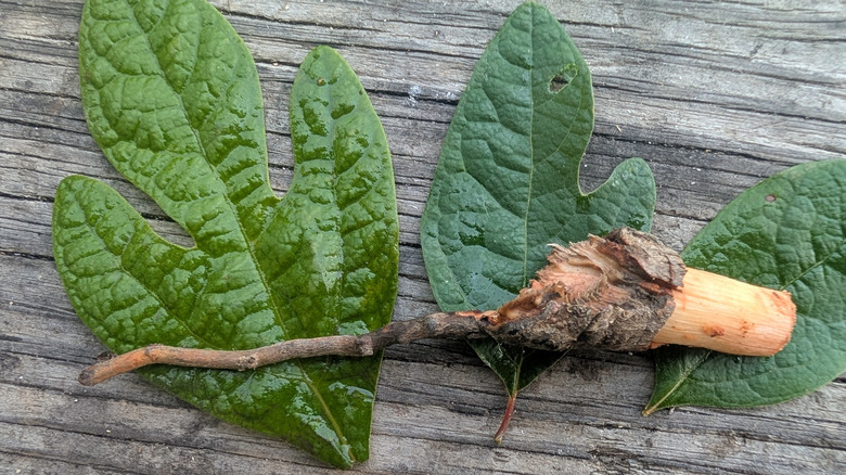 A chunk of sassafras root with green leaves on a wooden surface