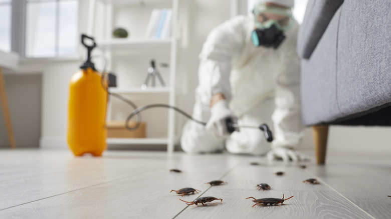 Pest control specialist spraying cockroaches under a couch
