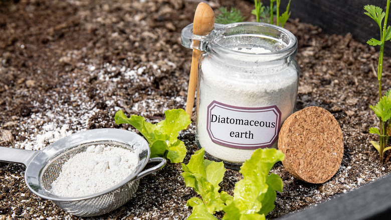 Jar of diatomaceous earth with sieve sitting in garden
