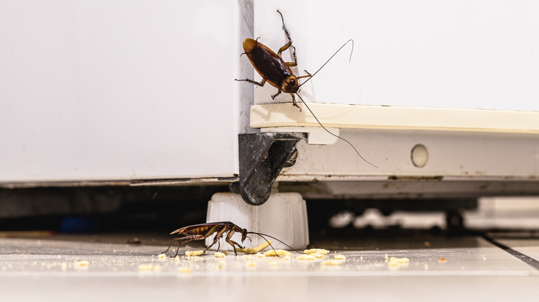 Cockroaches eating crumbs on kitchen floor