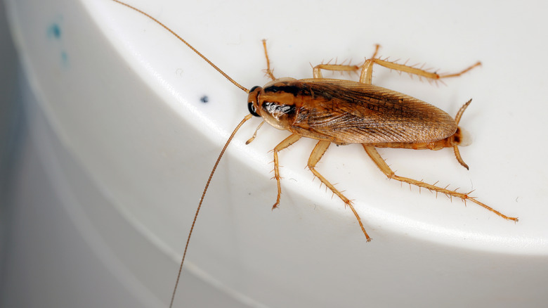 Close up of a German cockroach