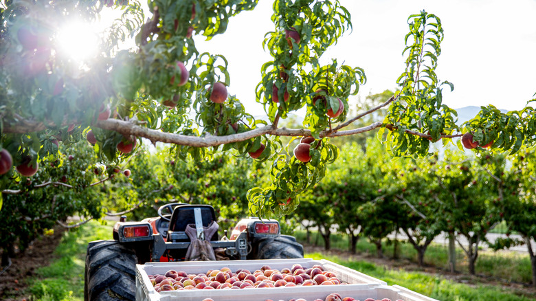 Tractor pulling bins of Palisade peaches through orchard