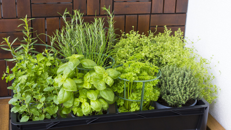 Multiple potted herbs in a holder