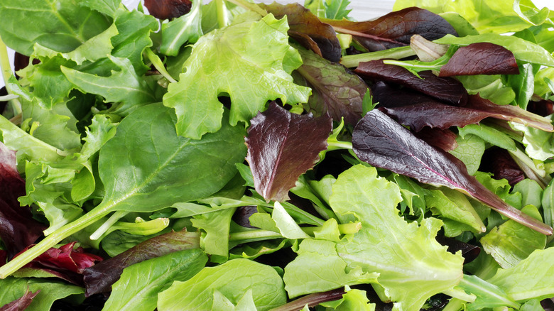 Closeup of mixed salad containing green and red leaves
