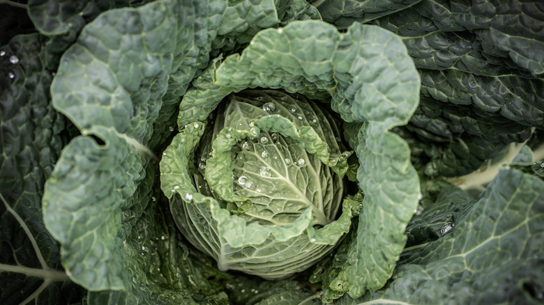 growing cabbage in the garden