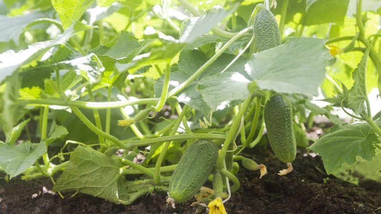 cucumbers planted in a garden