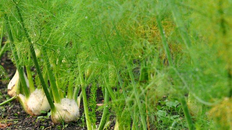 fennel thriving in a garden