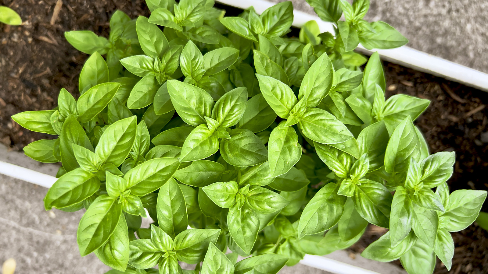 7 Herbs And Veggies To Keep Away From Your Garden's Basil