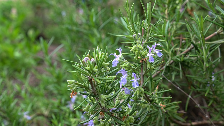 rosemary growing freely in the garden