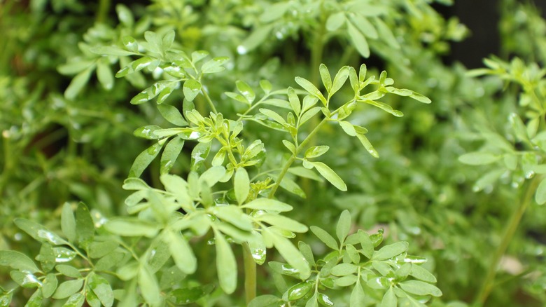 rue growing in a garden
