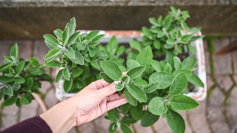 Sage planted alone in a garden container
