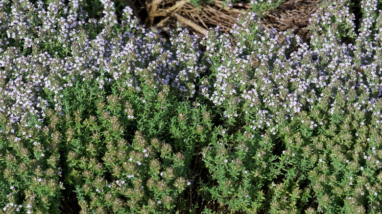 thyme growing and flowering in a garden