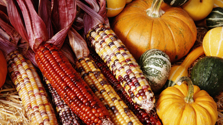 Multicolored corn on the cob next to several varieties of squash