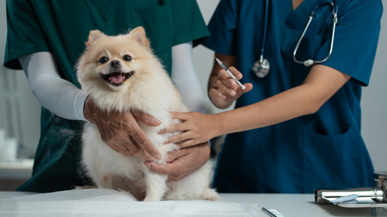 A small fluffy dog on a vet table with a vet holding a syringe.