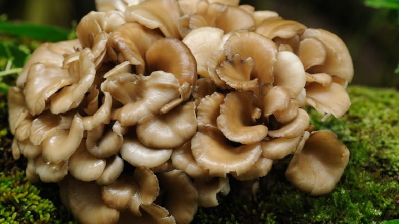 Maitake mushrooms in nature