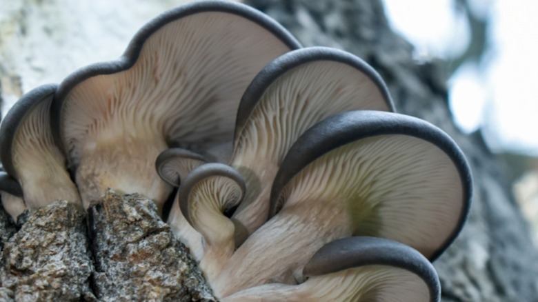A cluster of oyster mushrooms growing on the side of a tree