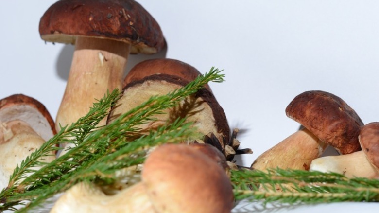Raw porcini mushrooms on a light background with herbs
