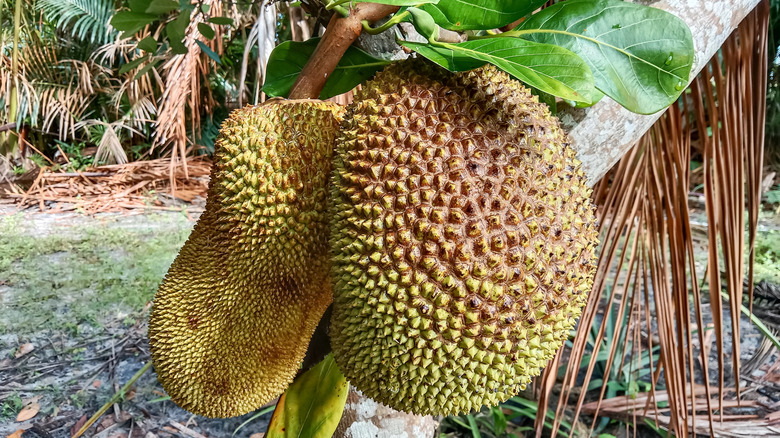 two jackfruit hanging on a tree