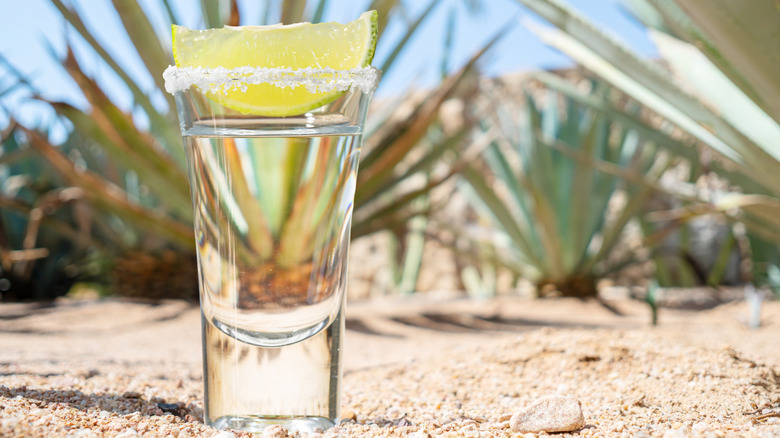 A shot glass of tequila with a lime slice and a salted rim sitting in a field of agave plants