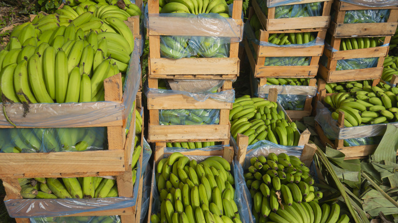 Boxes of green bananas