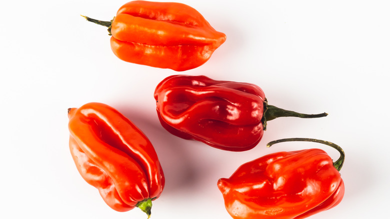 Habenero chilli peppers on a white background