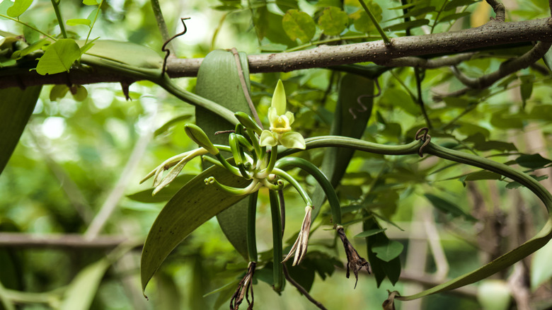 Vanilla orchid with flower and beans beginning to grow out