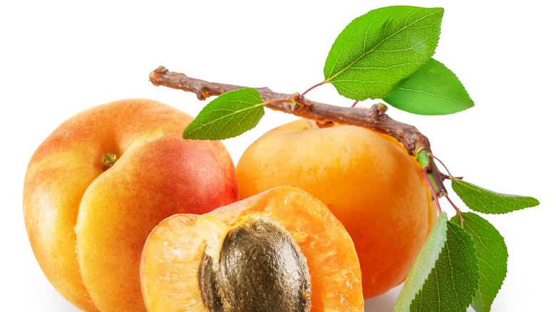 Three apricots are pictured with greenery