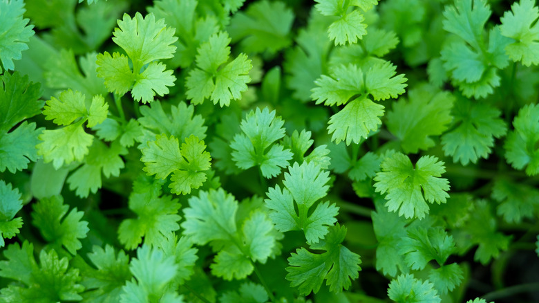 View looking down on fresh cilantro leaves