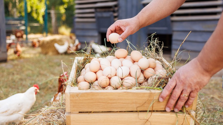 A person collecting eggs in a wooden box, with chickens roaming free in the background