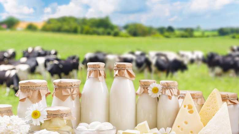 Dairy products on a table with cows roaming in a field in the background