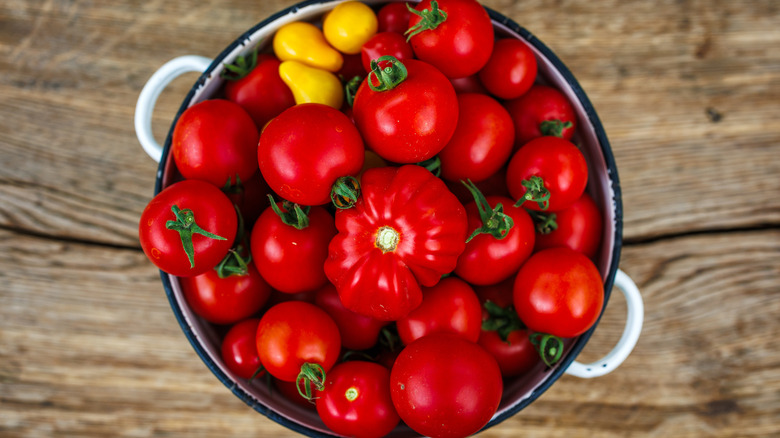 A variety of freshly picked tomatoes in a colander