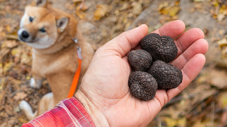 A man with a handful of truffles in the forest with a dog