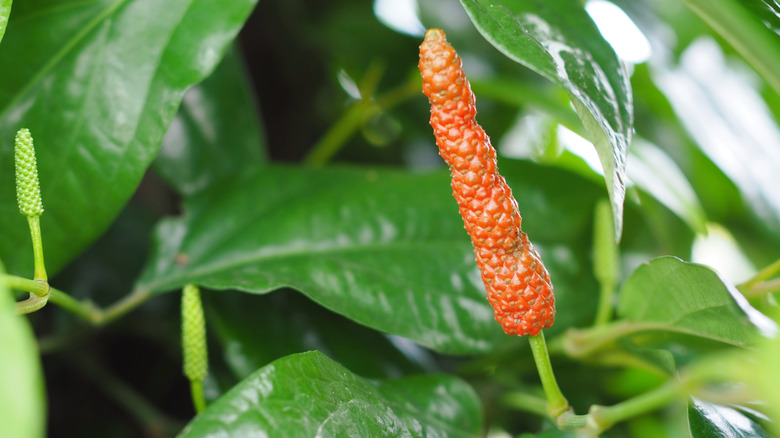 Long pepper on a plant