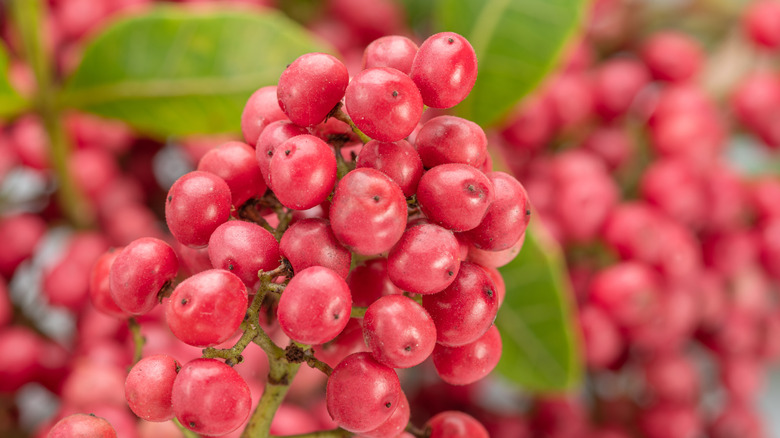 Pink peppercorns on a plant