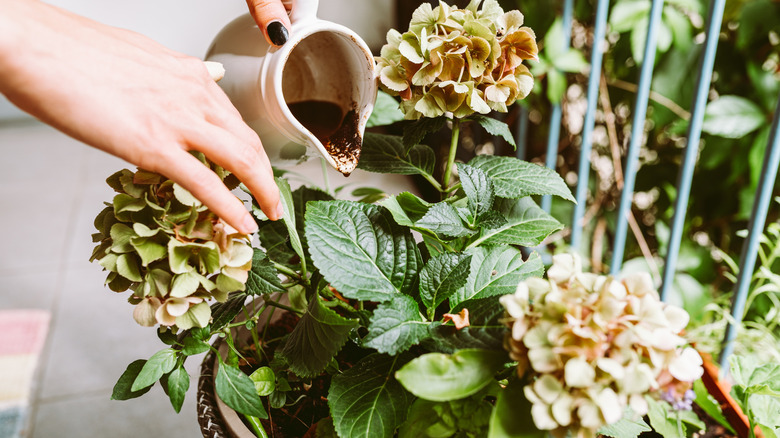 hands pouring spent coffee grounds into a potted hydrangea