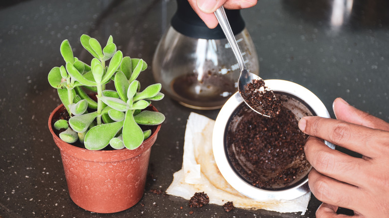 using a spoon to add coffee grounds to a potted succulent