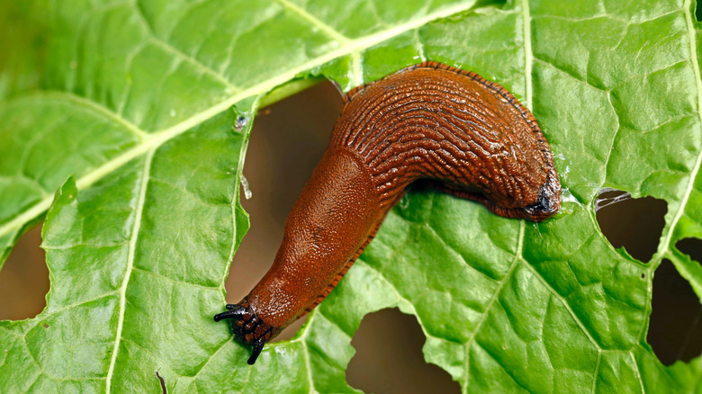 a brown slug chewing a hole in a green leaf