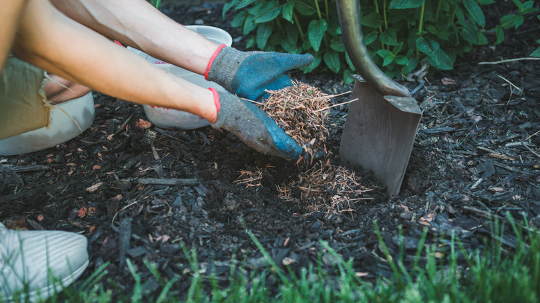 gloved hands adding pine needle mulch to a garden bed