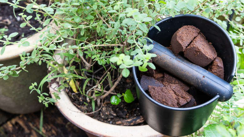 a container of coffee ground pucks sitting on the edge of a potted plant