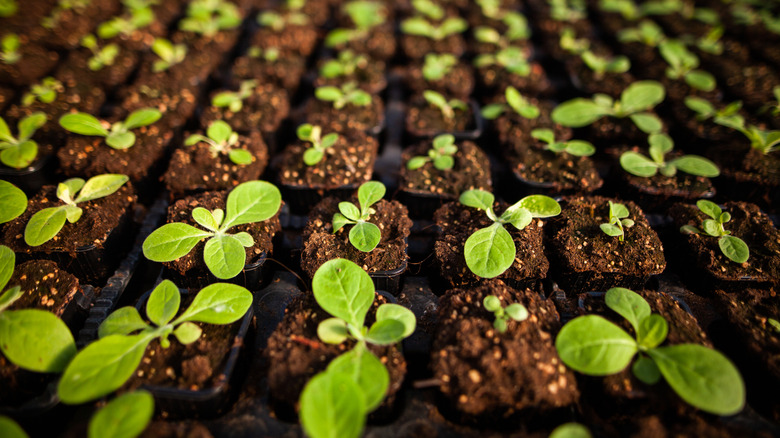 rows of seedlings in starter pots